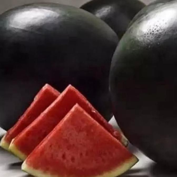 FRES 20 bibit SEMANGKA HITAM TANPA BIJI BUAH SUPER JUMBO VALID