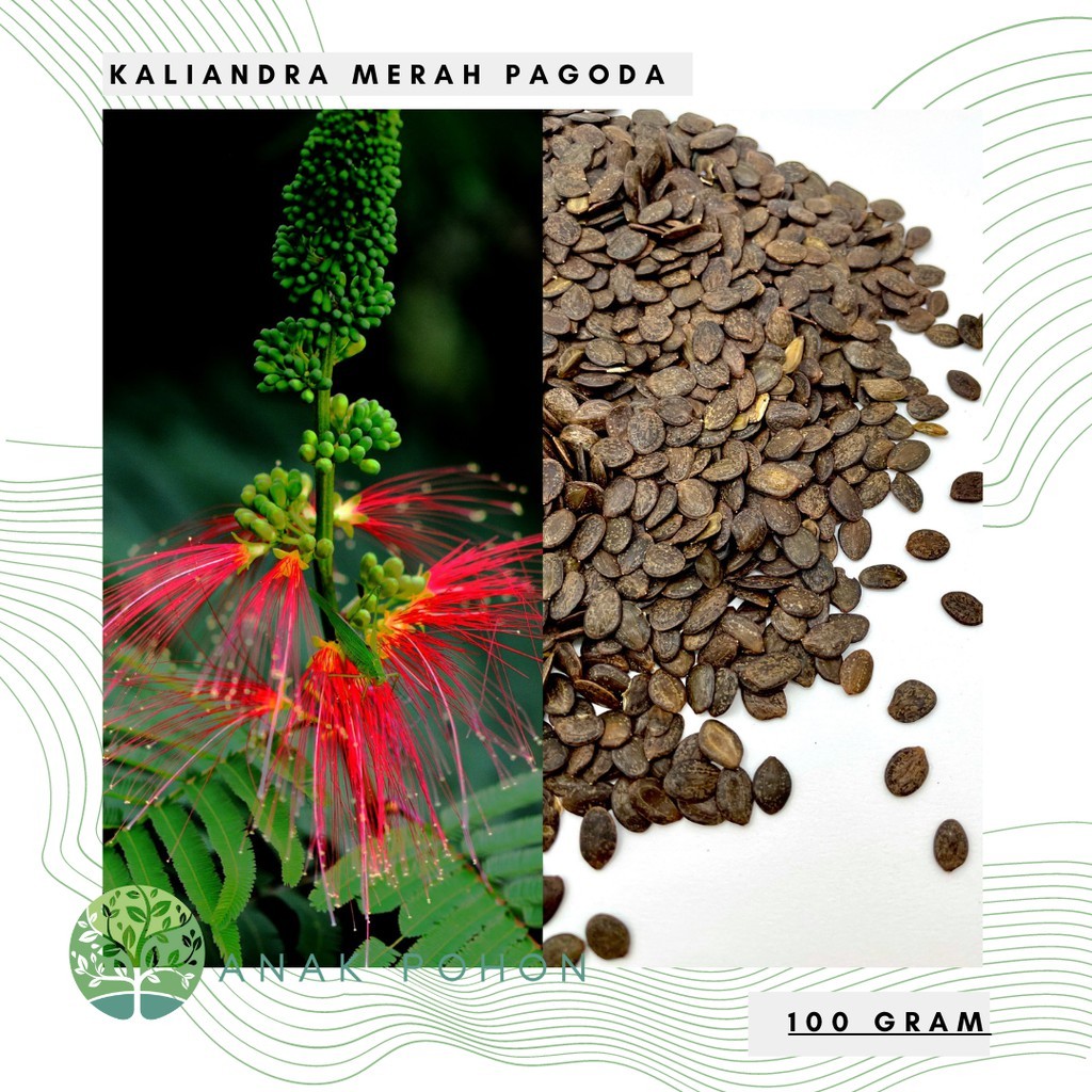 (100 GRAM) Benih Bibit Biji - Tanaman Kaliandra Merah Pagoda - Sumber Protein untuk Pakan Ternak C7K