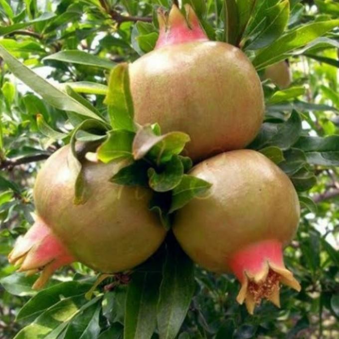 bibit tanaman buah delima putih siap berbunga dan berbuah MMU