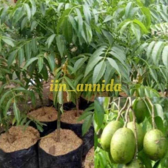 FRES THE BEST Bibit kedondong/bibit tanaman buah dondong /kedondong VALID