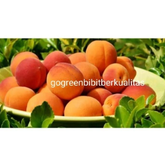 FRES bibit buah aprikot at prunus armeniaca VALID