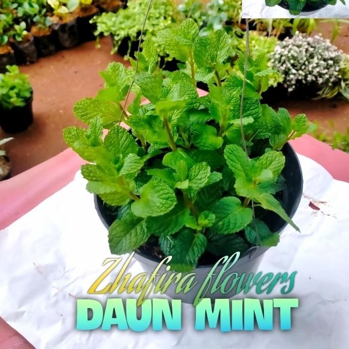 

Diskon Daun Mint