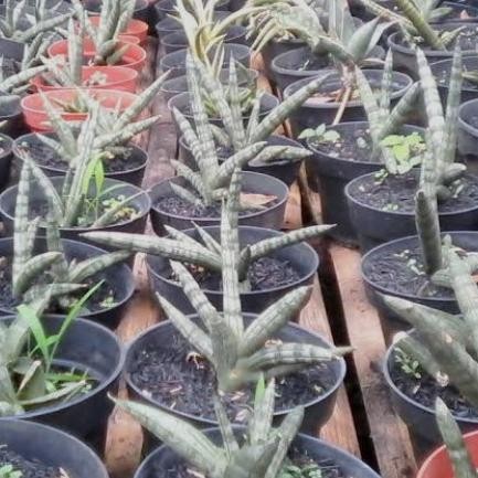 

Spesial Tanaman Hias Sansivera Boncel