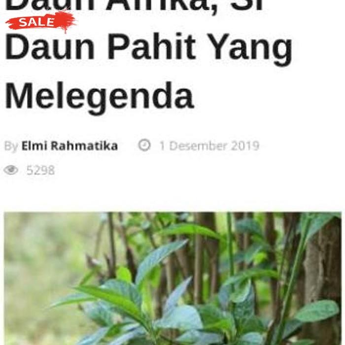 

Free Ongkir Daun Afrika Segar Obat Herbal Teh Cina Daun Ramban