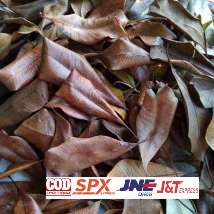 

Promo Daun Cengkeh Kering 100Gr Terbaik Termurah Rempah Dan Herbal Daun Herbal Kalimantan