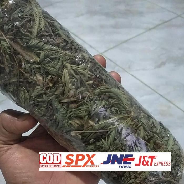 

Premium 50Gr Daun Putri Malu Kering Putrimalu Bahbangun Jamuherbal Daun Herbal Kering