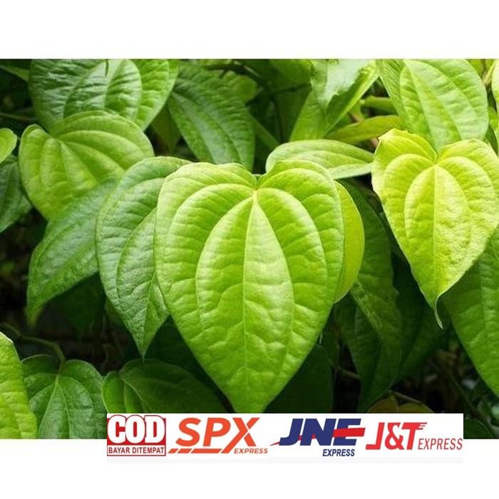 

New Arrival Daun Sirih Kuning Herbal Bahan Jamu Kesehatan Daun Herbal Segar