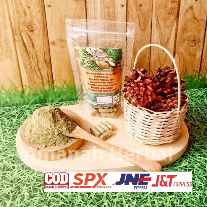 

Terbaru Daun Kelor Isi 100 Daun Ramban