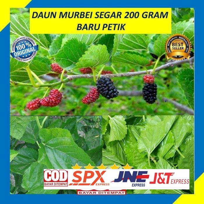 

Paket Daun Murbei Segar Organik Pohon Mulberry 200 Gram Daun Ramban