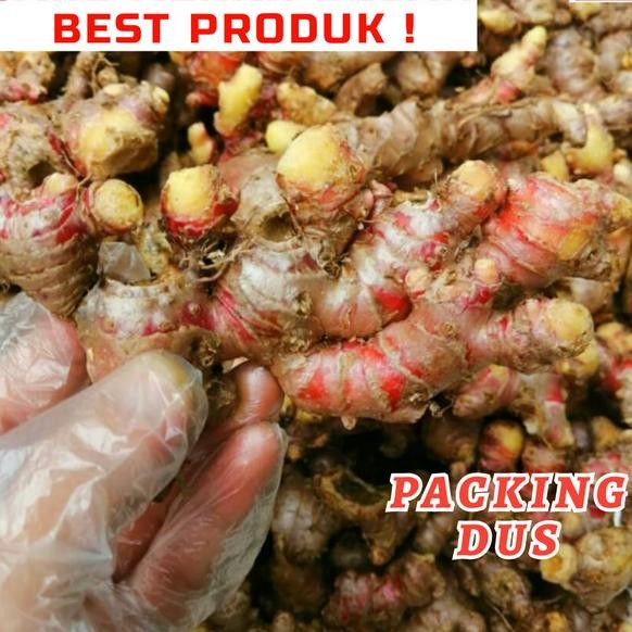 

Jahe Merah Jumbo/Besar (Pilihan) 500 Gram Fresh+Bersih