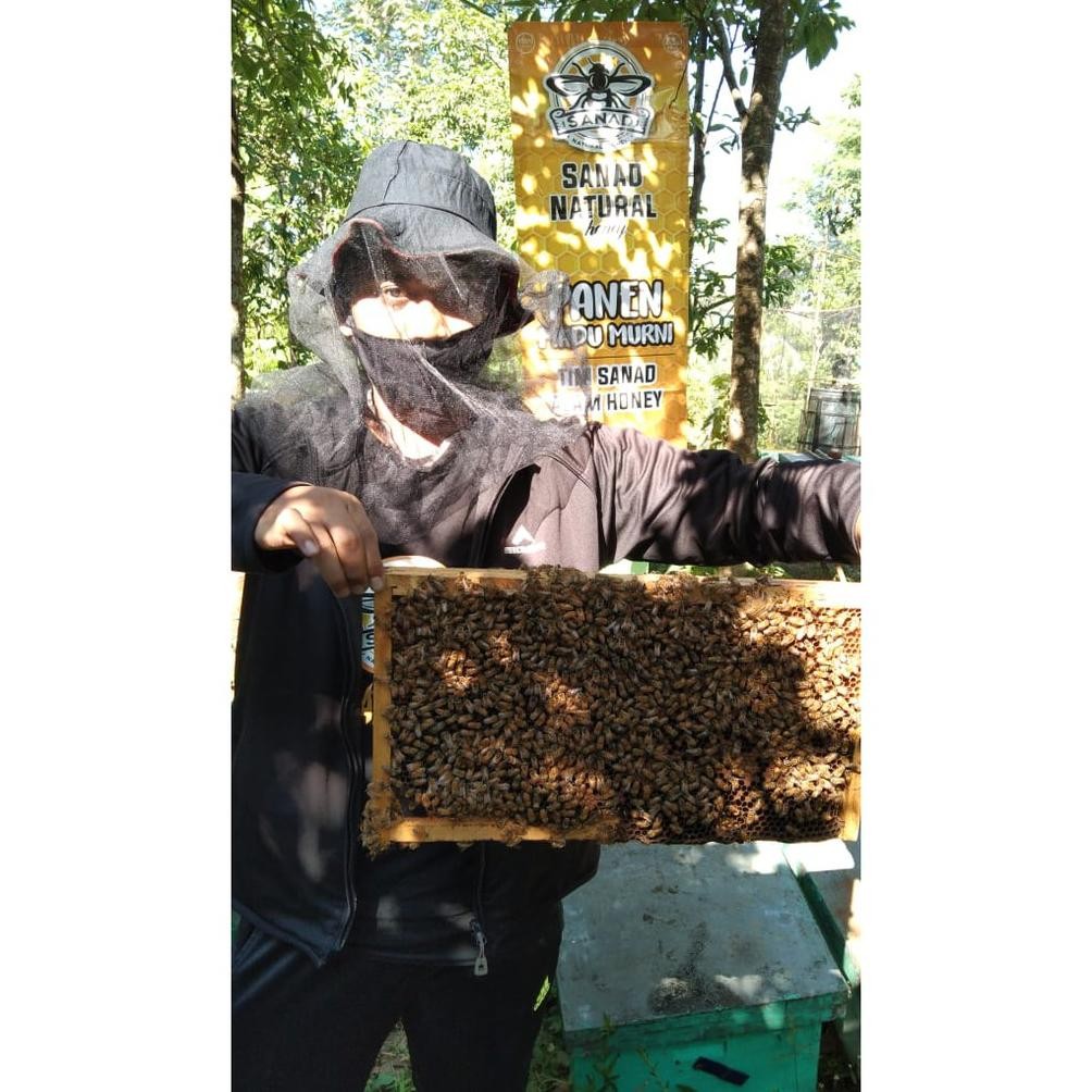 

Buruan [Cod]Madu Sarang Asli 500 Gram Sarang Madu Asli Murah Grosir Honeycomb Melifera Original High Quality