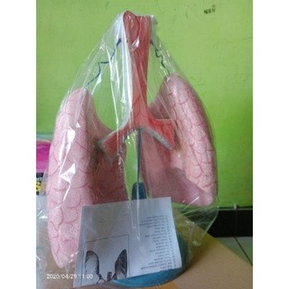 

Torso / Model Paru Paru Manusia (Alat Peraga Pendidikan)