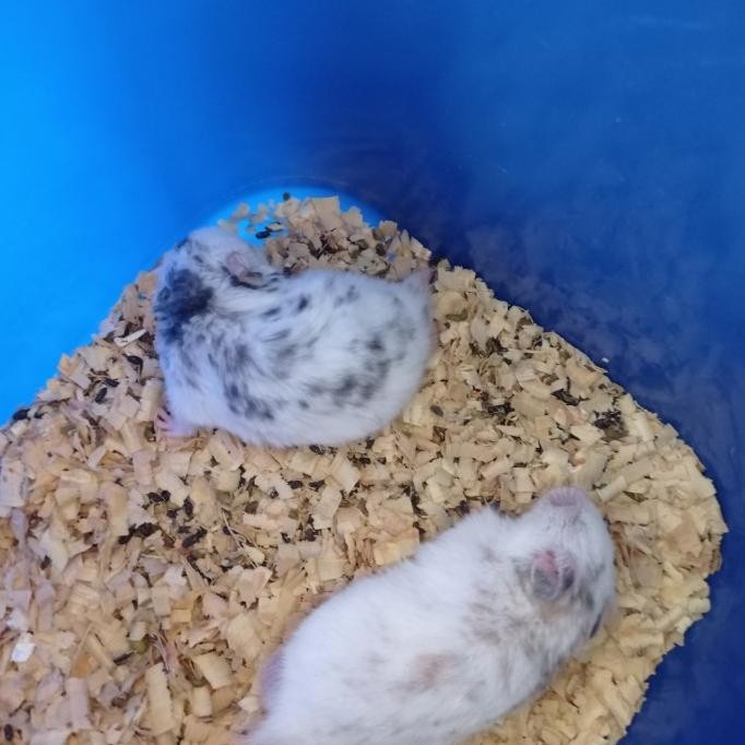 Paket Hamster Fujiyama +Kandang+Pakan+Serbuk Kayu