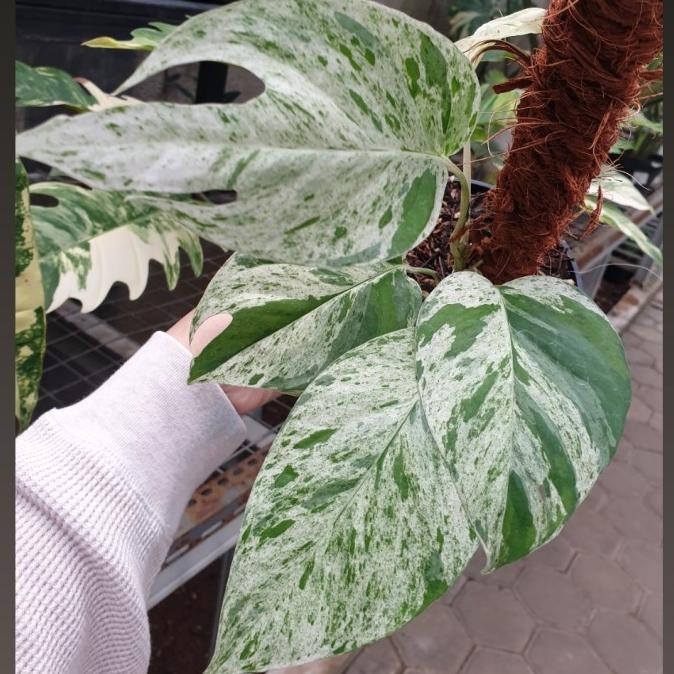 EPIPREMNUM MARBLE VARIGATA PLUS TURUS 0310T