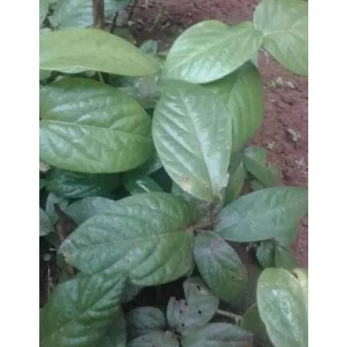 

Terlaris Termurah Herbal Daun Singa Depa Fresh 250Gram Daun Herbal Segar Racun Shopee