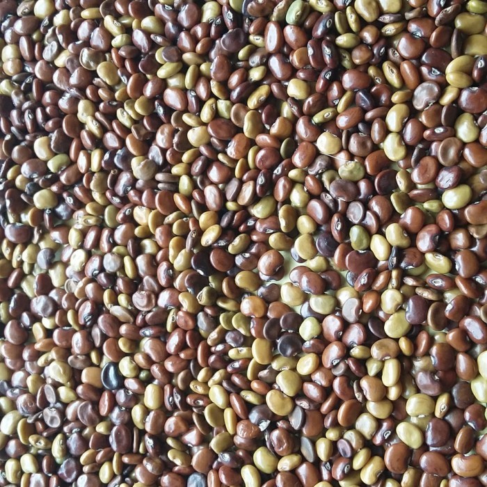 

Kacang kacangan CC (Calopogonium Caeruleum)