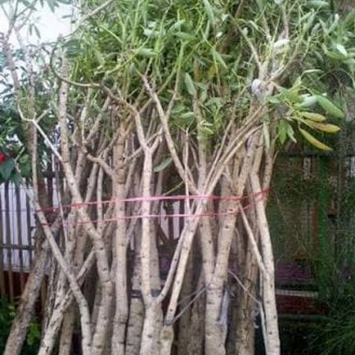 arr TANAMAN TABEBUYA 2 Meter Pohon Pelindung