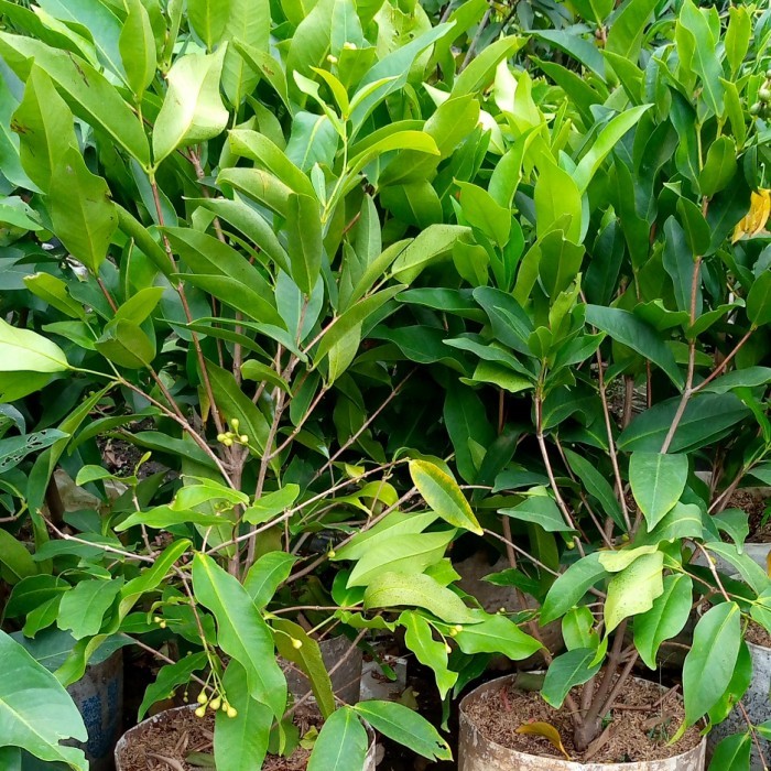 ris pohon jambu air madu deli,sudah berbunga siap berbuah/jambu air merah