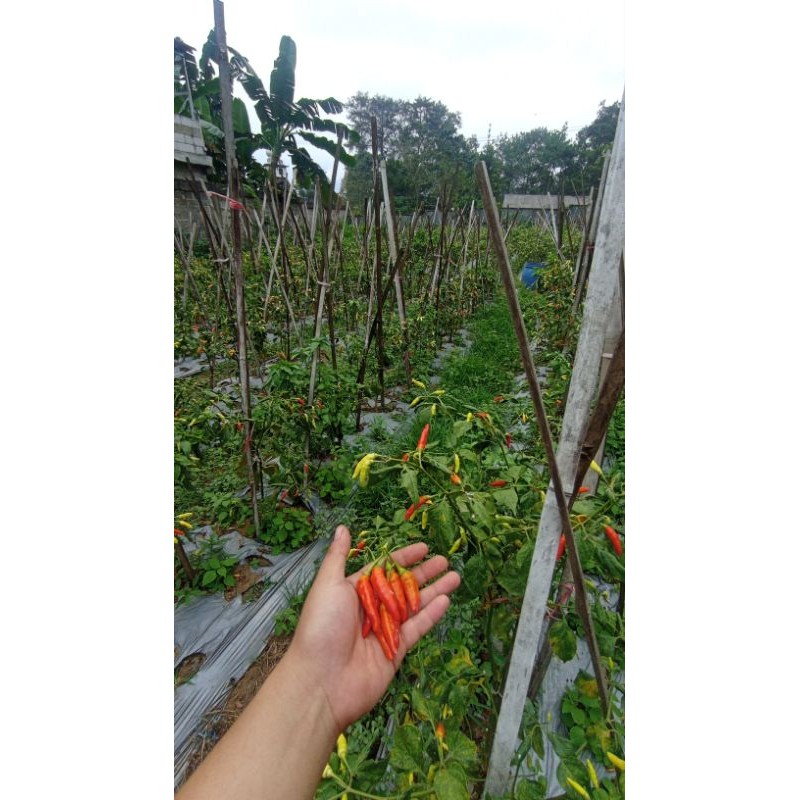 

Sayuran Cabai Rawit Merah (Capsicum frutescens)
