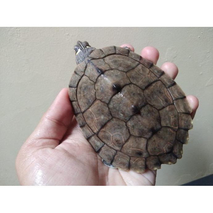 

Map Turtle