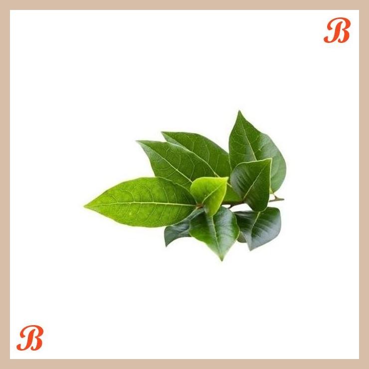 

| NN | DAUN SALAM ORGANIK 100GR