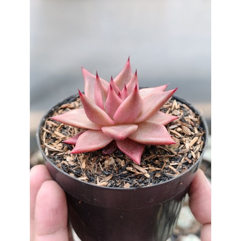 Sukulen Agavoides Romeo merah | kaktus dan sukulen