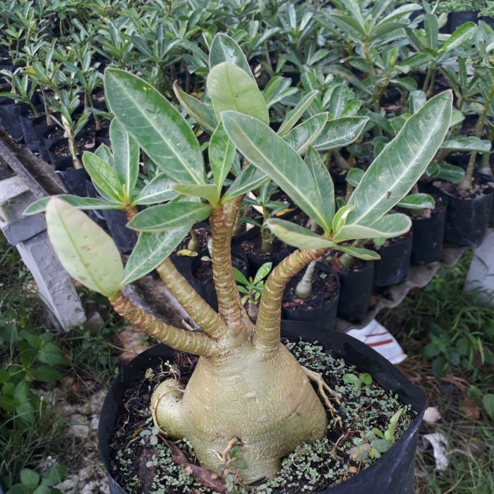 

Rachine black seed import biji import