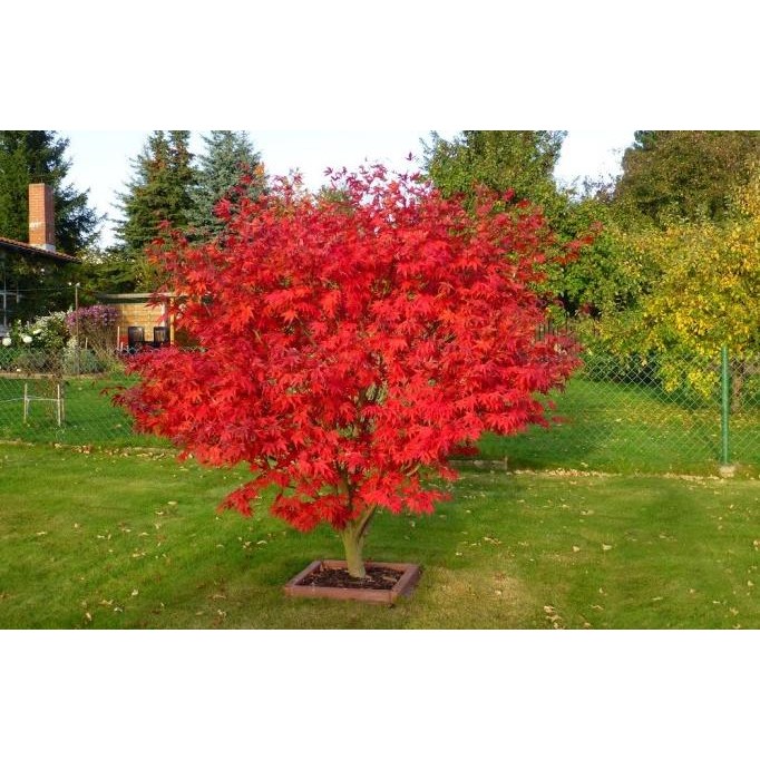 Bibit Maple Jepang Inazuma Tree Red Maple Pohon Maple Unik