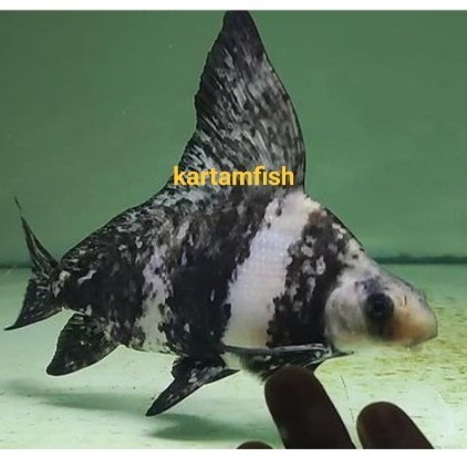 Jual Chinese High Fin Chf