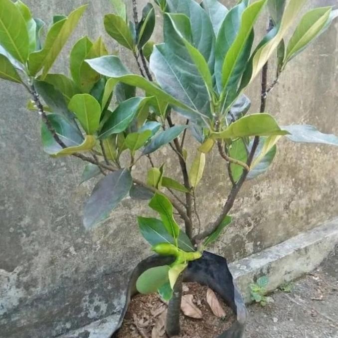 BIBIT POHON TANAMAN BUAH NANGKA MINI SUDAH BERBUAH