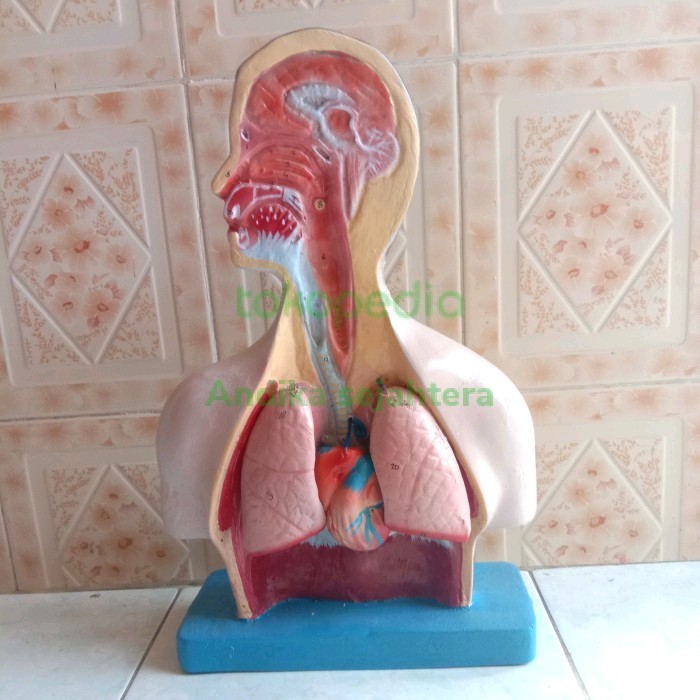 

saluran pernapasan alat peraga pendidikan model torso