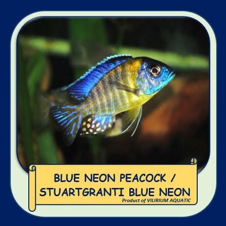 IKAN HIAS AIR TAWAR - BLUE NEON PEACOCK aka STUARTGRANTI CICHLID Terlaris