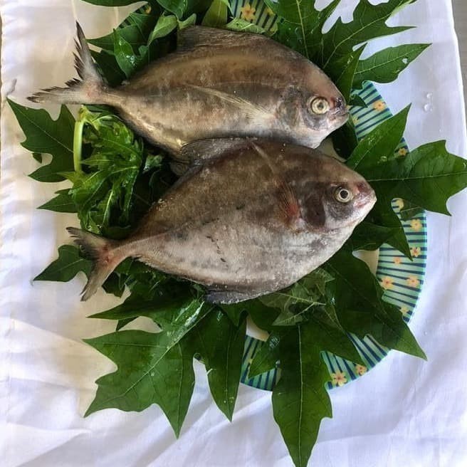 

Ikan Bawal Hitam Frozen/Beku Kemasan Per 1 Kg