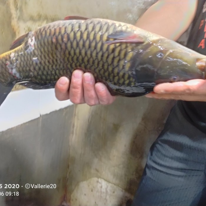 

Ikan Mas Sukabumi 1 Kg (1 Ekor)