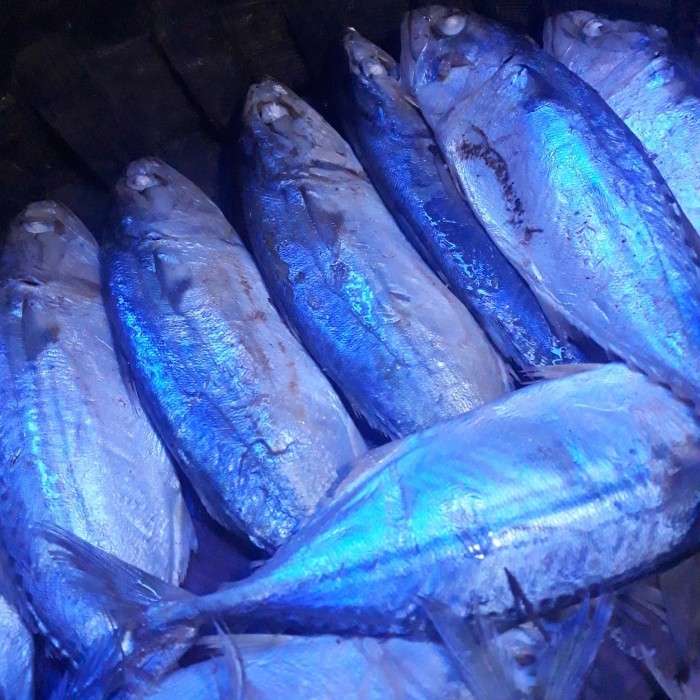 

Ikan Rebus Kembung Medan / Ikan Robus Medan Besar 1Kg