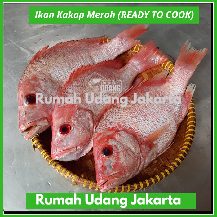 

Ikan Kakap Merah Segar / Ikan Laut Kakap Merah Utuh / Red Snapper Fish
