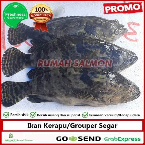 

Ikan Kerapu Grouper Segar Fresh 500Gr Isi 2 Ekor