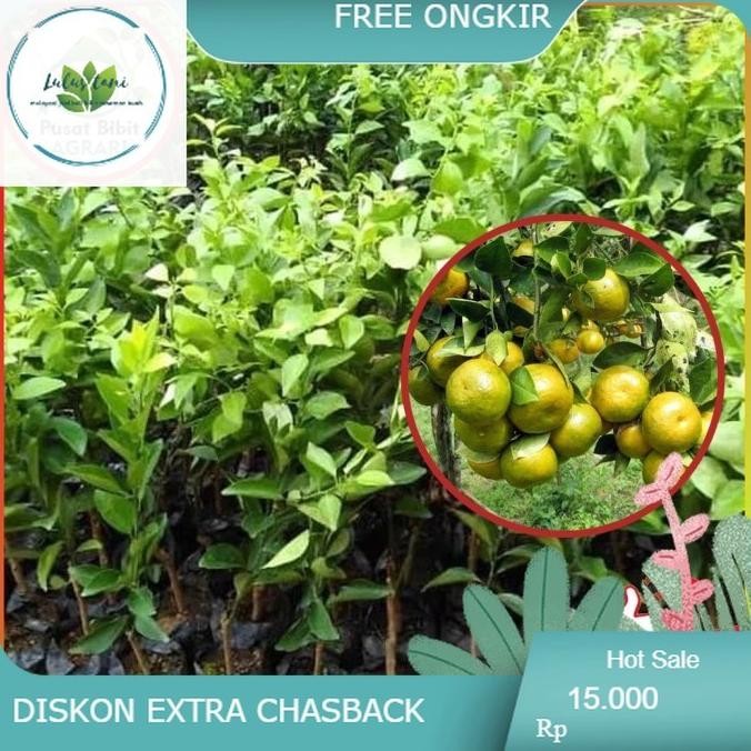 

Bibit Jeruk BW Lampung Asli Tanaman Buah Hasil Okulasi Super MANTEP