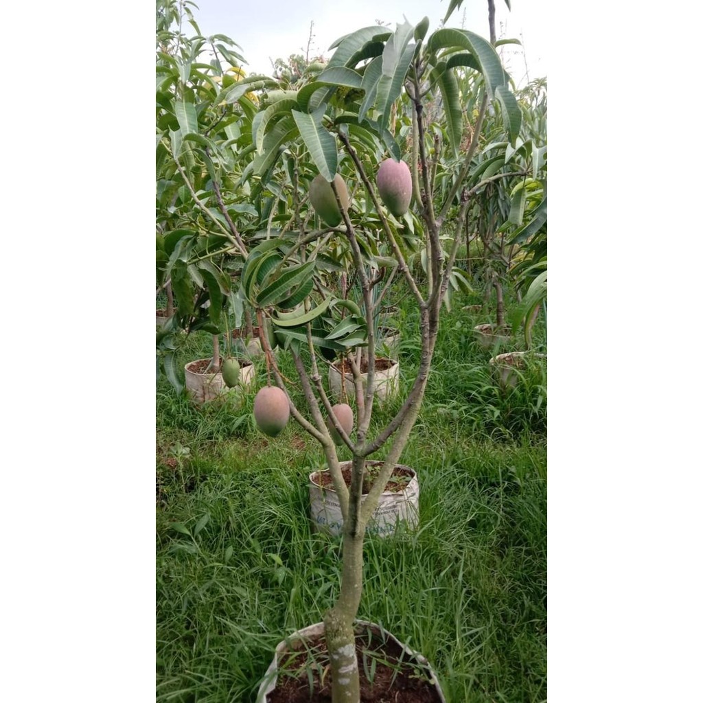 

NEW PRODUK MANGGA MIYAZAKI BERBUAH !!!!!