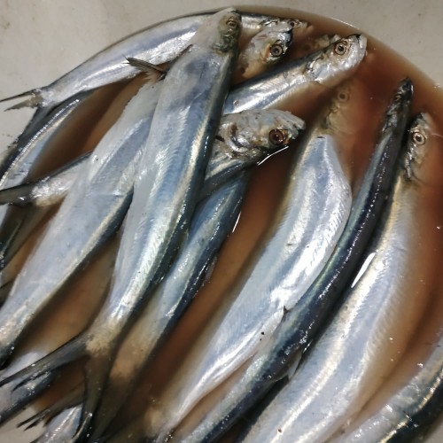 

Ikan golok golok segar ukuran 500 gram