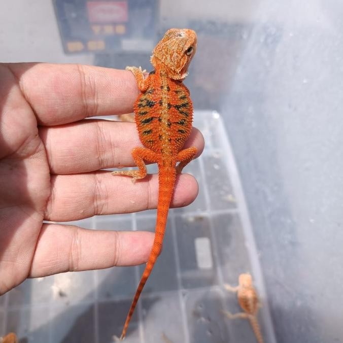 BEARDED DRAGON SUPER RED HYPO TRANS