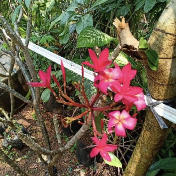 

Tanaman Kamboja Bali Bunga Merah Kecap