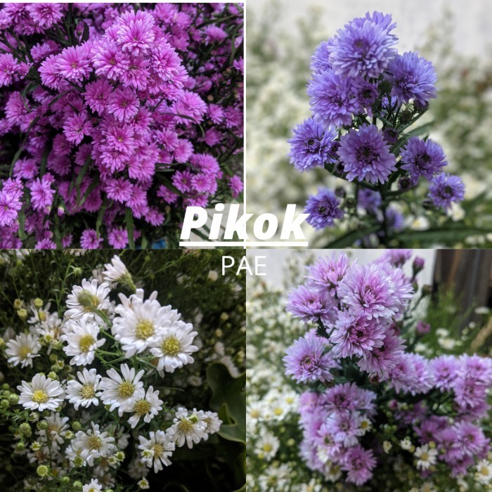 BOOM SALE Bibit Bunga Aster Pikok - Tanaman Bunga Hias Hidup