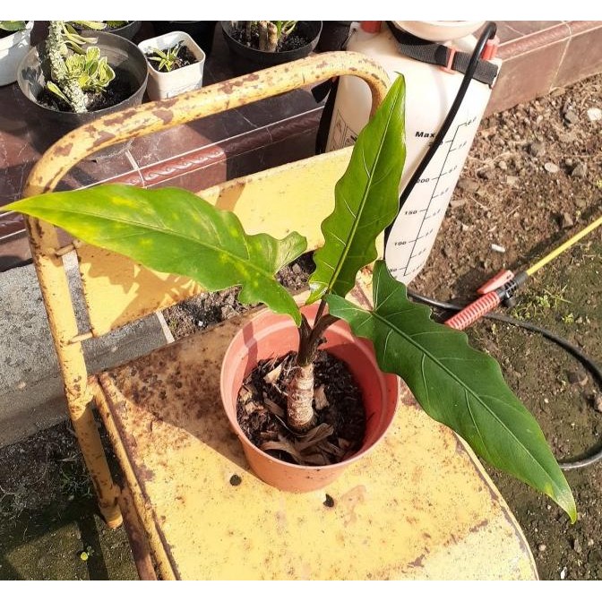 Alokasia Keris Papua