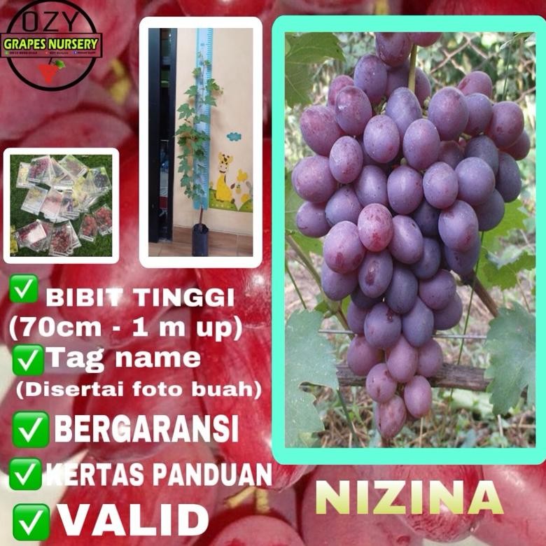 BIBIT ANGGUR NIZINA