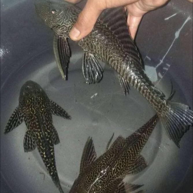 IKAN SAPU2 HITAM PEMBERSIH KACA SIZE 15-20CM PER 3EKOR 1311T