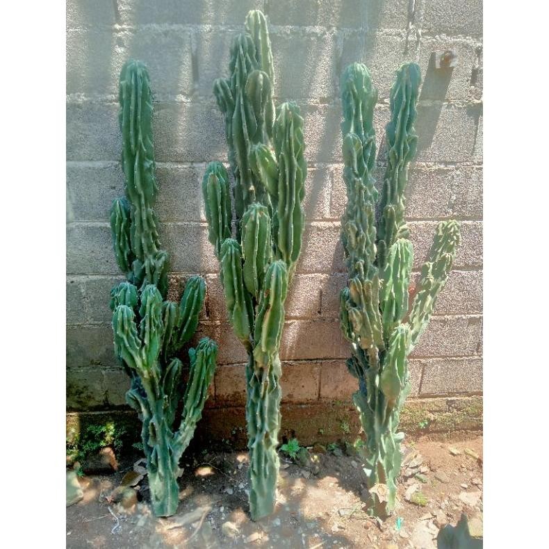 Kaktus Lilin Bercabang Tinggi BERDURI