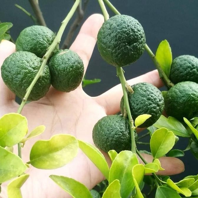 

Bibit tanaman jeruk limau/jeruk sambal / Bibit Jeruk Limau Asli