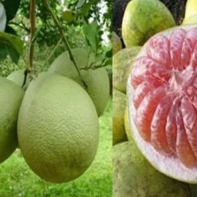 

Asli Bibit Tanaman Buah - Jeruk Bali Madu Segar Kaya Vitamin C MANTEP