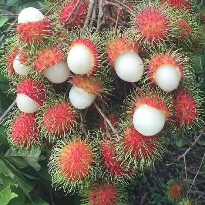 Bibit Tanaman Buah Rambutan Binjai-Bibit Hasil Cangkok-Bibit Rambutan MANTEP